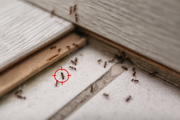 Best Cockroach Control Services  in San Augustine, TX