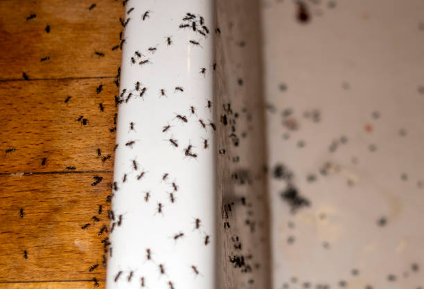 Best Bed Bug Extermination  in San Augustine, TX