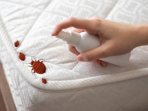 Best Affordable Pest Control Services  in San Augustine, TX